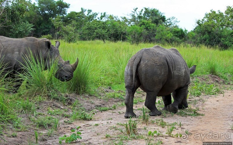 Белые, потому что широкие! "Обама" и еще 14 белых носорогов