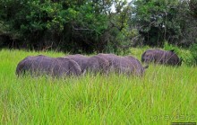 Белые, потому что широкие! "Обама" и еще 14 белых носорогов