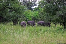 Белые, потому что широкие! "Обама" и еще 14 белых носорогов