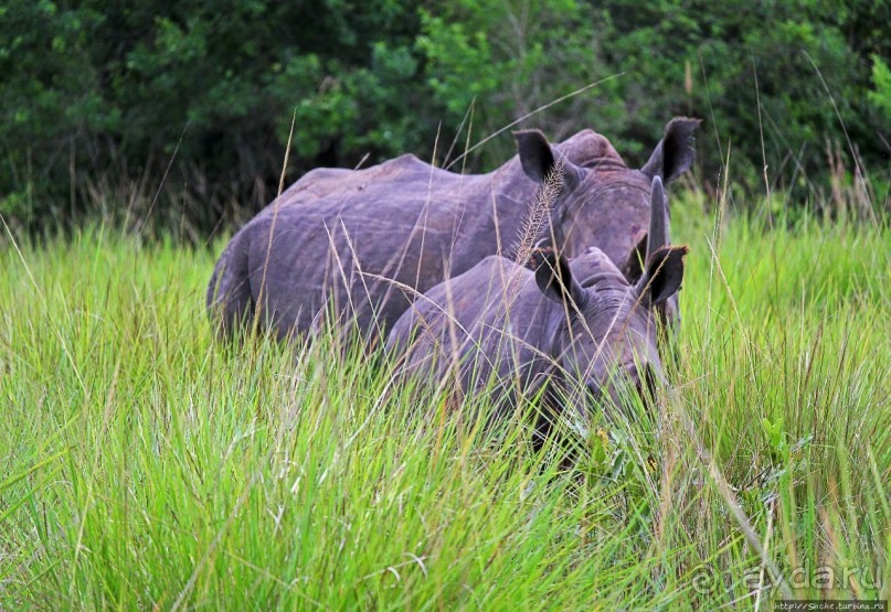 Белые, потому что широкие! "Обама" и еще 14 белых носорогов