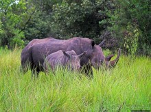 Белые, потому что широкие! "Обама" и еще 14 белых носорогов