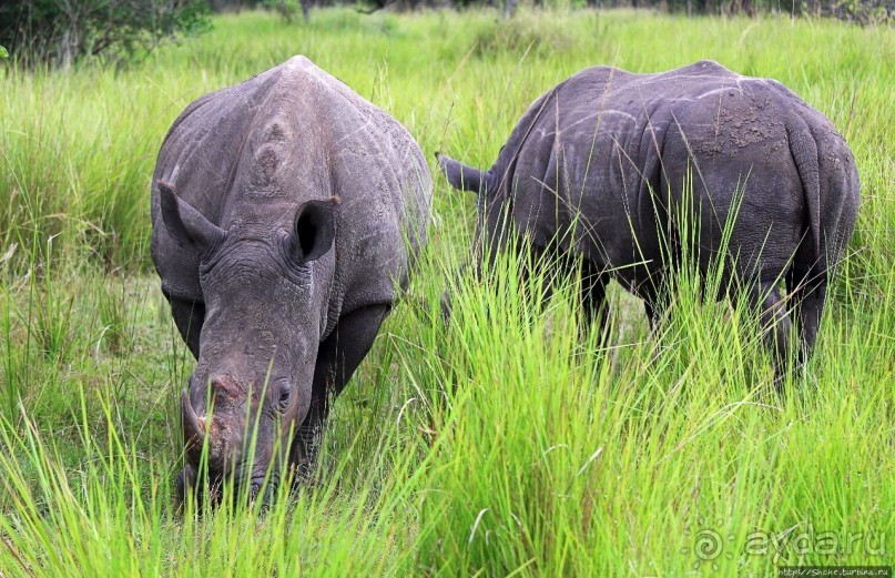 Альбом отзыва "Белые, потому что широкие! "Обама" и еще 14 белых носорогов"