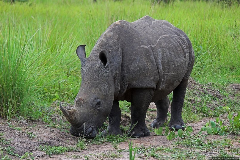 Белые, потому что широкие! "Обама" и еще 14 белых носорогов