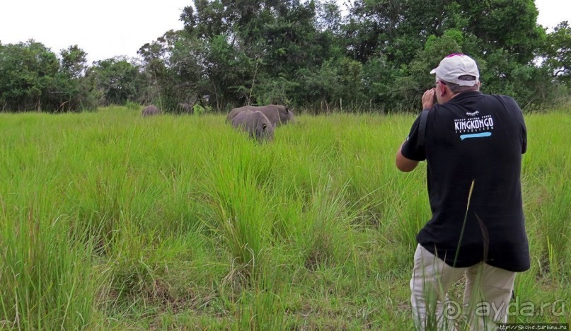 Белые, потому что широкие! "Обама" и еще 14 белых носорогов