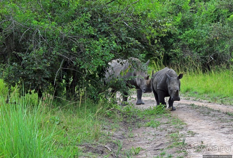 Белые, потому что широкие! "Обама" и еще 14 белых носорогов