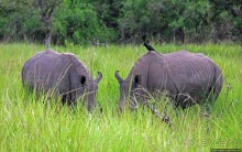 Белые, потому что широкие! "Обама" и еще 14 белых носорогов