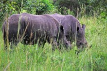 Белые, потому что широкие! "Обама" и еще 14 белых носорогов