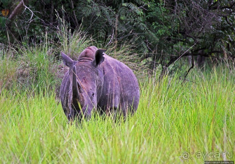 Белые, потому что широкие! "Обама" и еще 14 белых носорогов