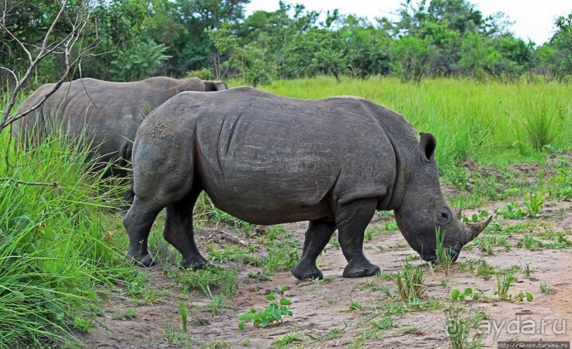 Белые, потому что широкие! "Обама" и еще 14 белых носорогов