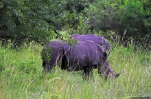 Белые, потому что широкие! "Обама" и еще 14 белых носорогов