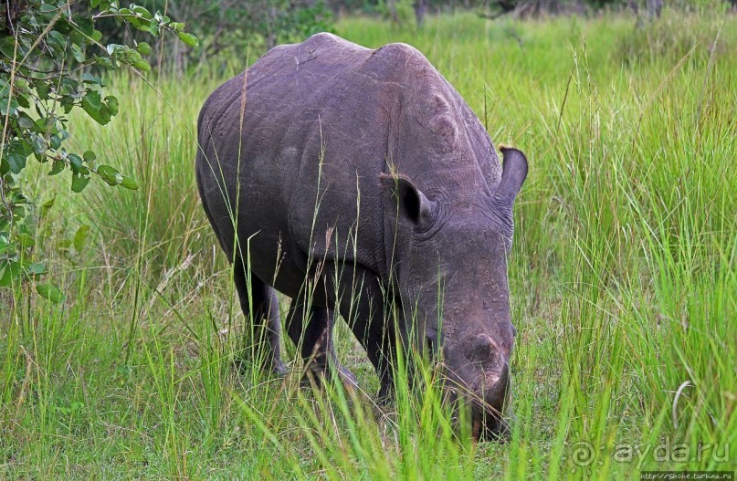 Белые, потому что широкие! "Обама" и еще 14 белых носорогов