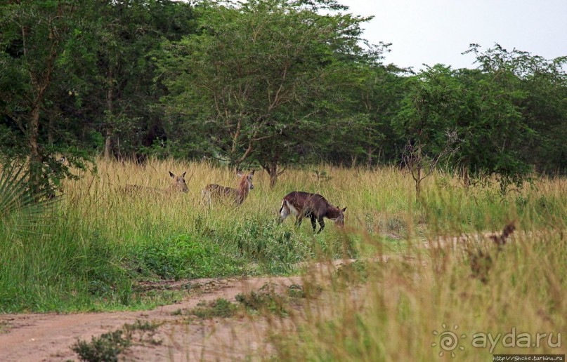 Белые, потому что широкие! "Обама" и еще 14 белых носорогов