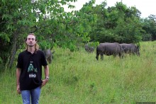 Белые, потому что широкие! "Обама" и еще 14 белых носорогов