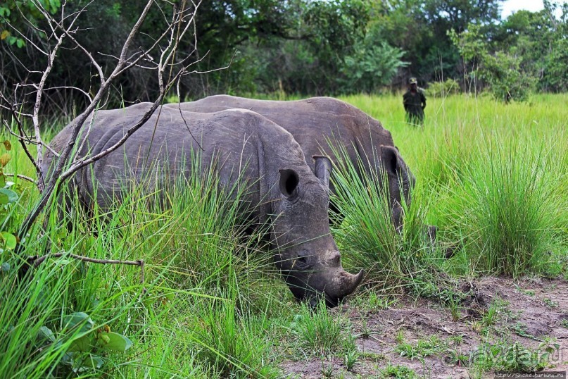 Белые, потому что широкие! "Обама" и еще 14 белых носорогов