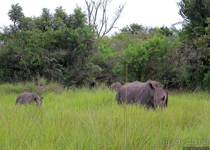 Белые, потому что широкие! "Обама" и еще 14 белых носорогов