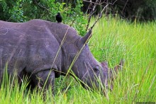 Альбом отзыва "Белые, потому что широкие! "Обама" и еще 14 белых носорогов"