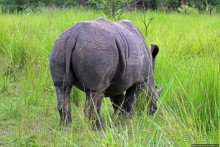 Белые, потому что широкие! "Обама" и еще 14 белых носорогов