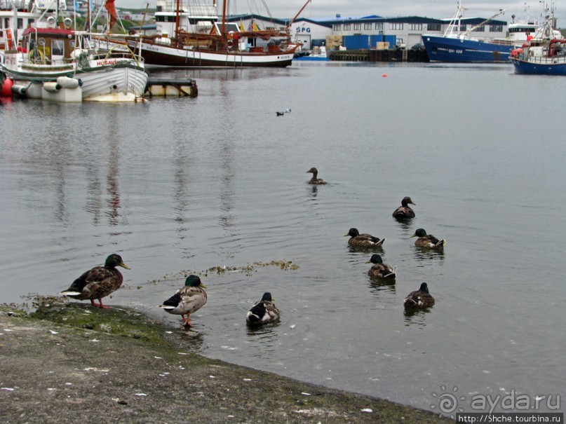 Город-порт Хусавик. Хотите смотреть китов? Вам сюда