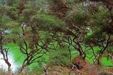 Озеро Нгакоро — "изумруд" геотермальной долины Ваи О Тапу