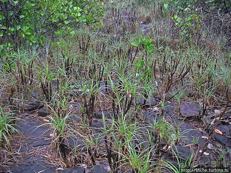В брюхе у "жабы" ... (под струями водопада Сапо)