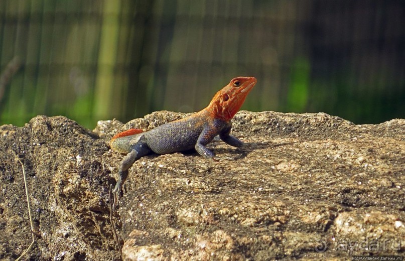 Как Нил в шестиметровую щель протиснулся Как Нил в шестиметровую щель протиснулся