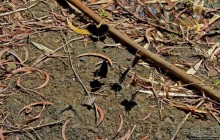 Альбом отзыва "Талофофо — живописная серия каскадов в джунглях Гуама"