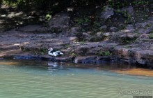 Альбом отзыва "Талофофо — живописная серия каскадов в джунглях Гуама"