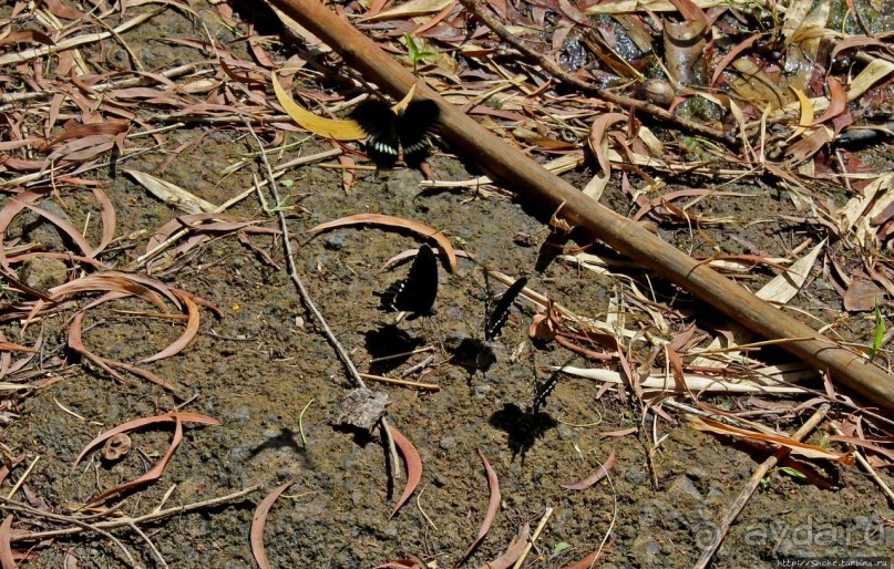 Талофофо — живописная серия каскадов в джунглях Гуама