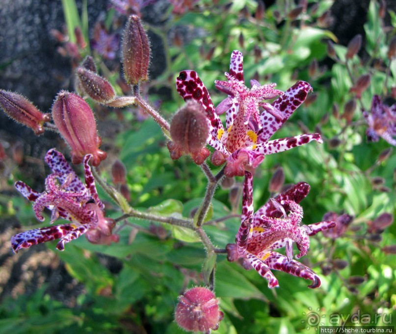 Michi no eki - "станция на дороге" недалеко от дамбы Оригава
