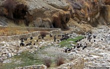 Мустанг. Обратная перемотка. Знакомство с Царангом