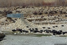 Мустанг. Обратная перемотка. Знакомство с Царангом