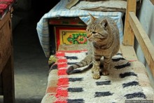 Мустанг. Обратная перемотка. Знакомство с Царангом