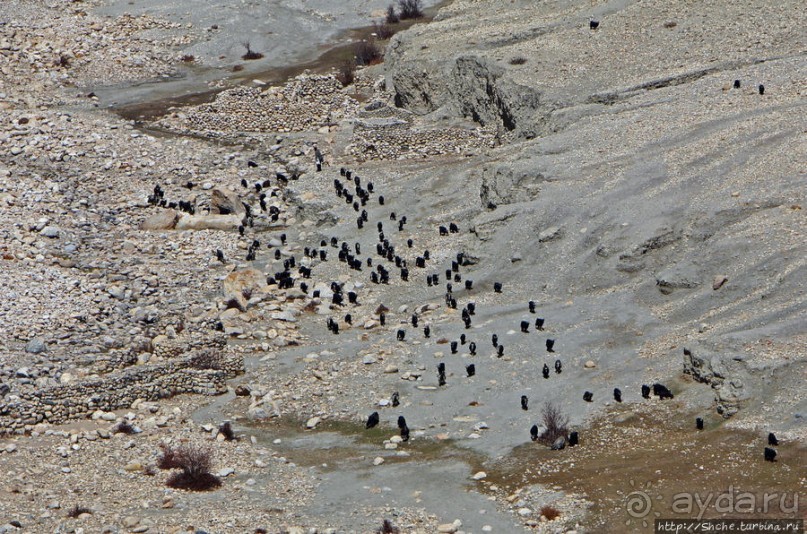 Мустанг. Обратная перемотка. Знакомство с Царангом