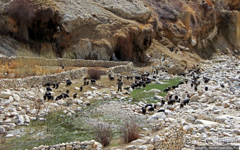 Мустанг. Обратная перемотка. Знакомство с Царангом