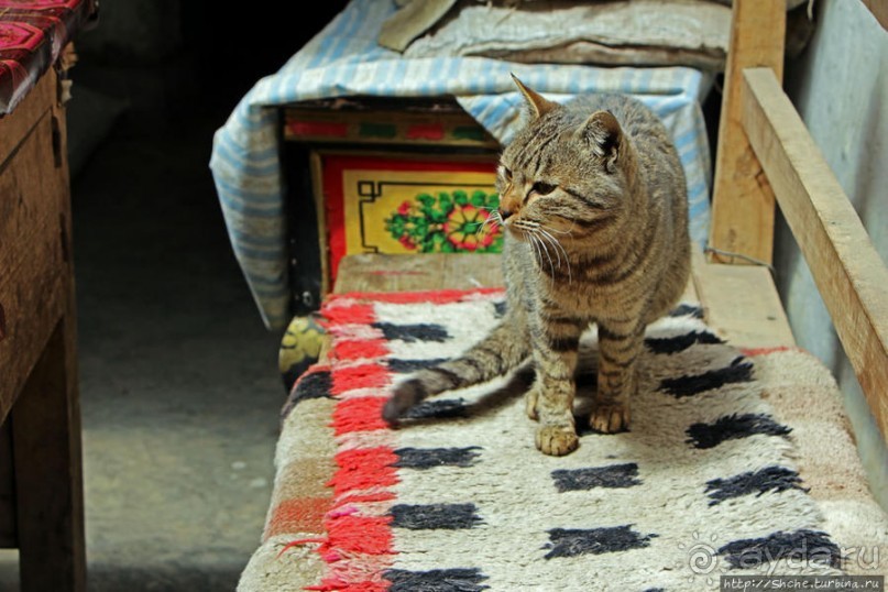 Мустанг. Обратная перемотка. Знакомство с Царангом