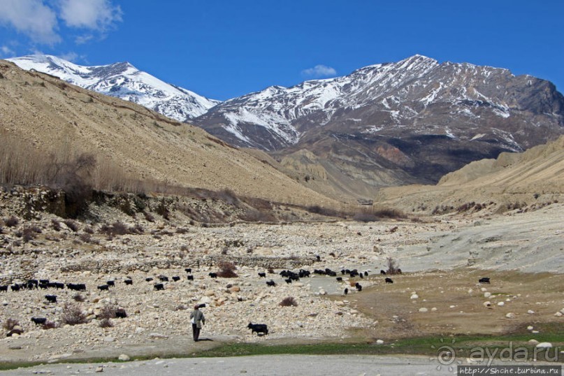 Мустанг. Обратная перемотка. Знакомство с Царангом