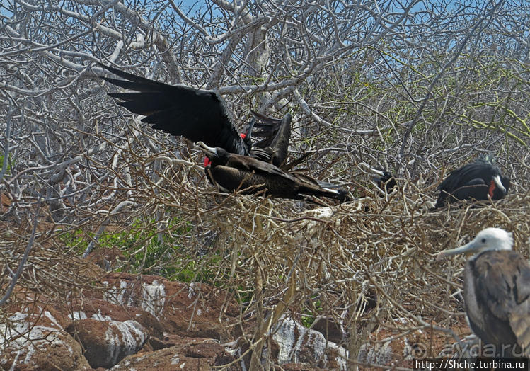 Гнездовья фрегатов на Галапагосах, остров Северный Сеймур