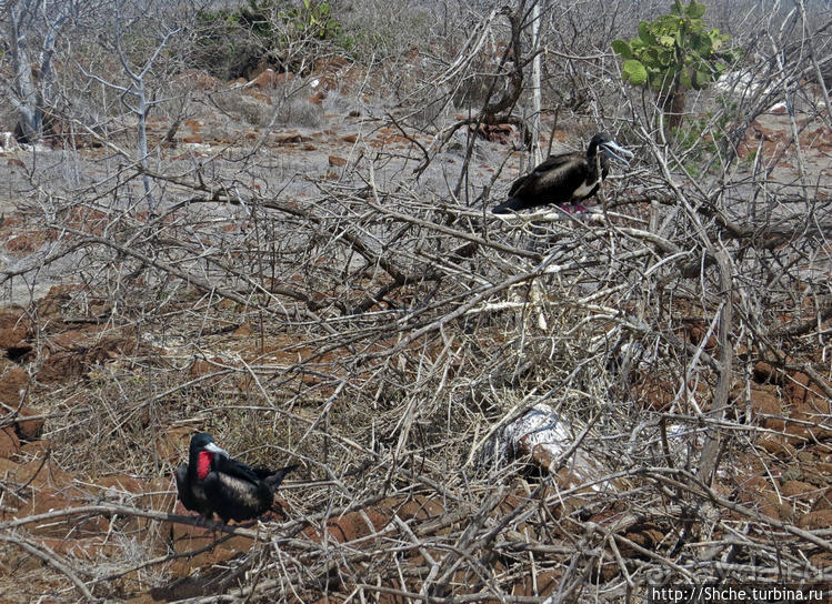 Гнездовья фрегатов на Галапагосах, остров Северный Сеймур