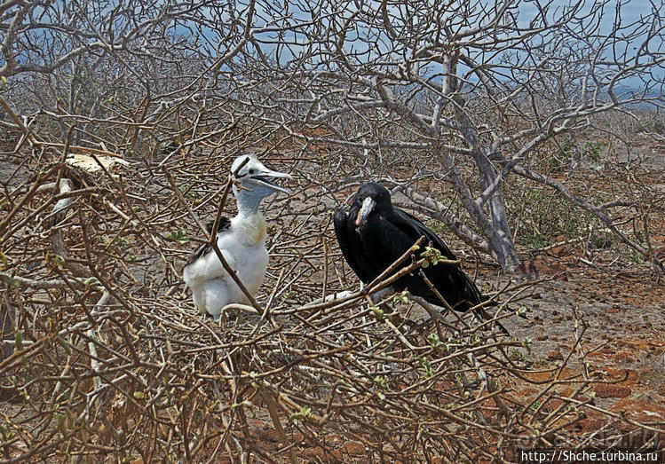 Гнездовья фрегатов на Галапагосах, остров Северный Сеймур