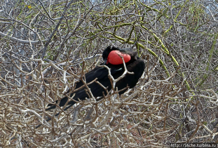 Гнездовья фрегатов на Галапагосах, остров Северный Сеймур