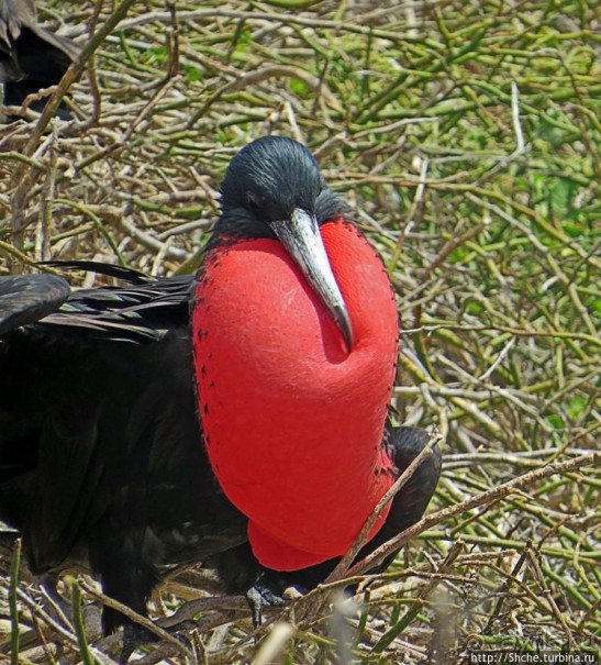 Гнездовья фрегатов на Галапагосах, остров Северный Сеймур