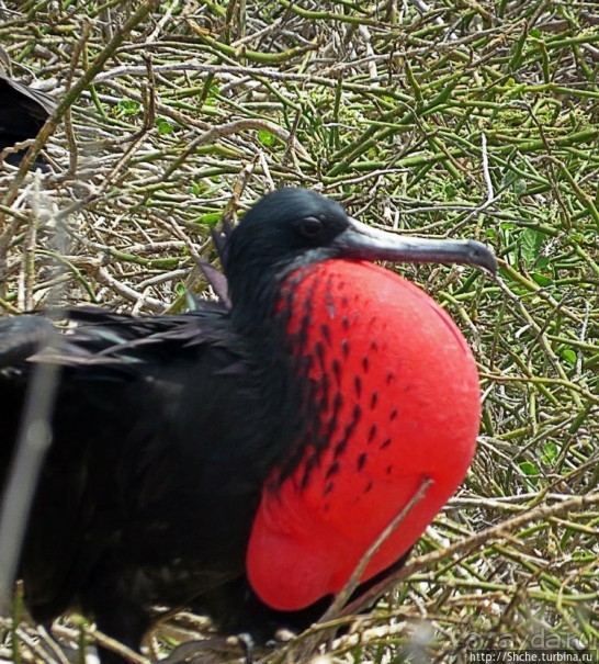 Гнездовья фрегатов на Галапагосах, остров Северный Сеймур