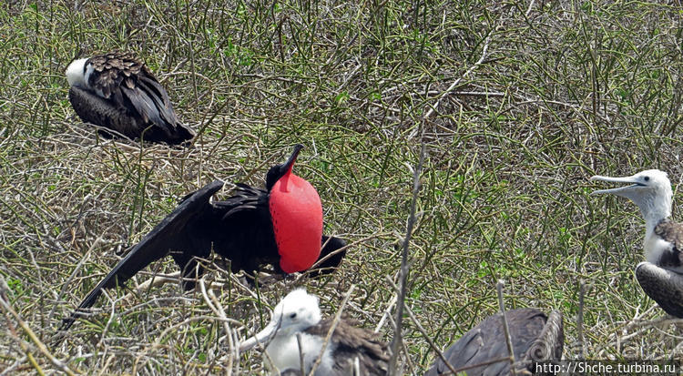 Гнездовья фрегатов на Галапагосах, остров Северный Сеймур