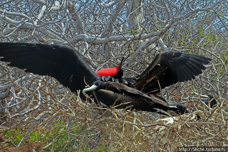 Гнездовья фрегатов на Галапагосах, остров Северный Сеймур