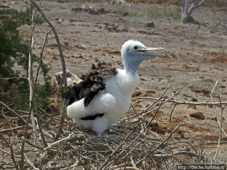 Гнездовья фрегатов на Галапагосах, остров Северный Сеймур