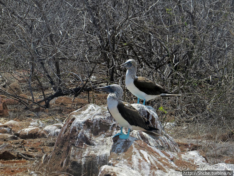 Гнездовья фрегатов на Галапагосах, остров Северный Сеймур