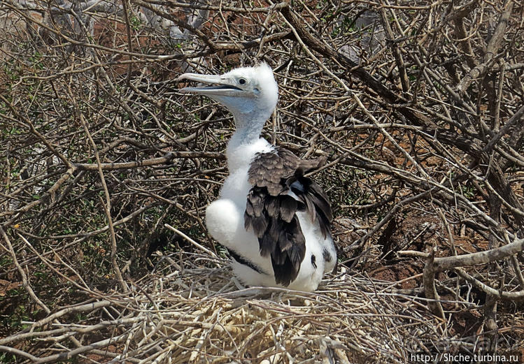 Гнездовья фрегатов на Галапагосах, остров Северный Сеймур
