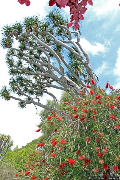 Ботанический сад Гибралтара