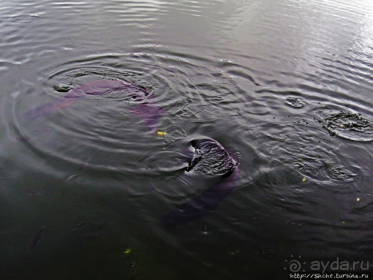 Ганга Талао — священное кратерное озеро с храмом Шивы