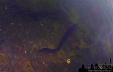 Ганга Талао — священное кратерное озеро с храмом Шивы